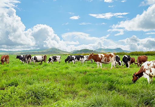 Sữa bò, sữa non nhập khẩu tại New Zealand