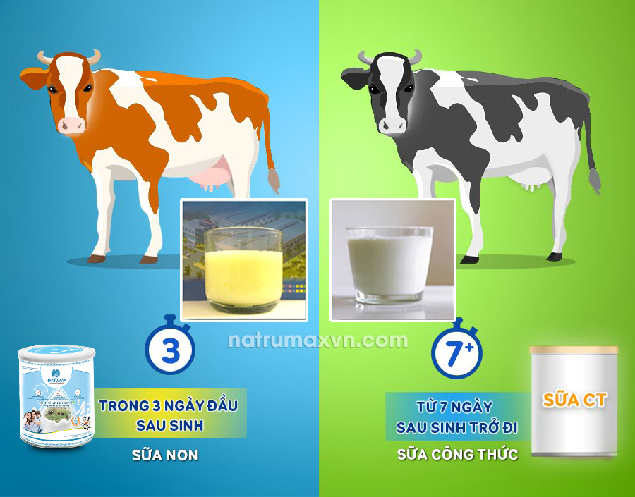 Sữa non khác sữa công thức như thế nào